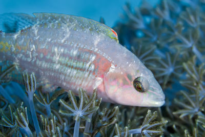 Close-up of fish swimming in sea