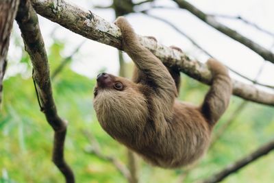 Low angle view of monkey on tree