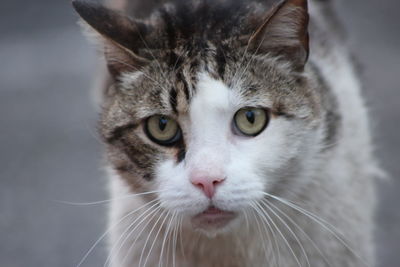 Close-up portrait of a cat