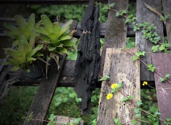 Close-up of plants growing on field