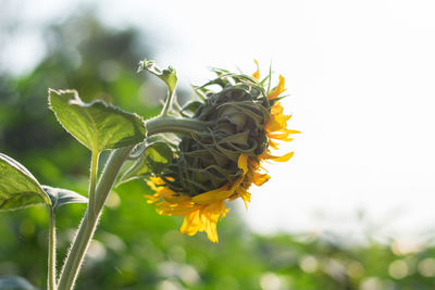 Close-up of sunflower plant