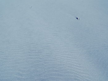 High angle view of birds in sea