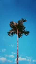 Low angle view of palm tree against blue sky