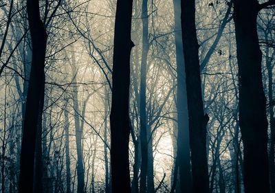 Bare trees against sky