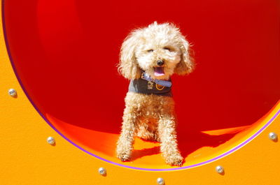 Portrait of poodle standing on jungle gym