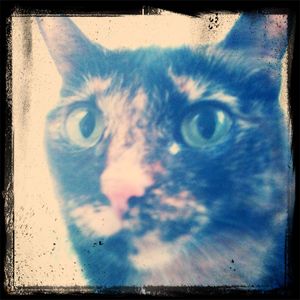 domestic cat