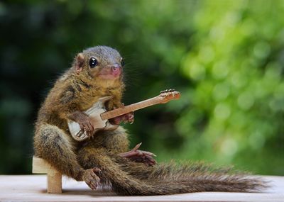 Close-up of squirrel