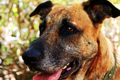 Close-up portrait of dog