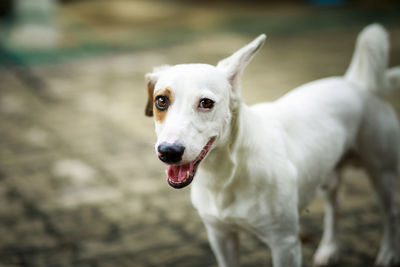 Domestic dog looking with contact to camera