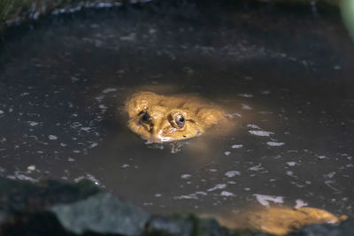 High angle view of frog in water