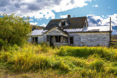 Plants growing on field against buildings