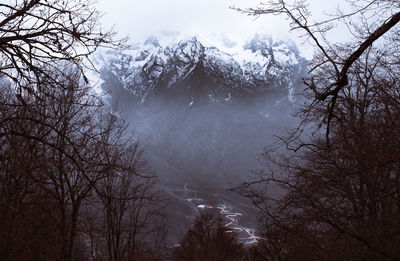 Low angle view of bare trees in forest during winter