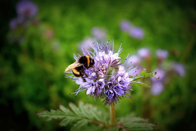 Close-up of honey bee on purple flower