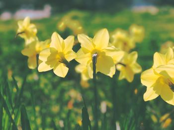 Close-up of yellow flowers blooming in field