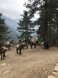 Horses on a field