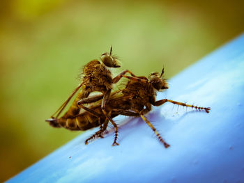 Close-up of insect