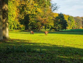 Cows grazing on field against sky