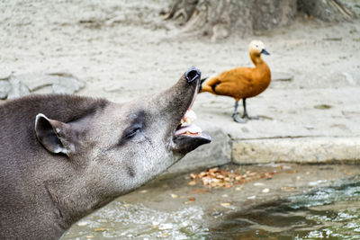 Close-up side view of tapir