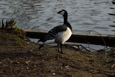 View of birds on beach