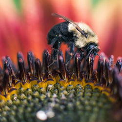 Close-up of honey bee on yellow flower