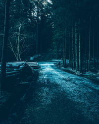 Snow covered trees in forest