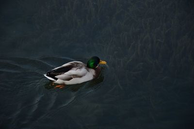 High angle view of duck swimming in lake