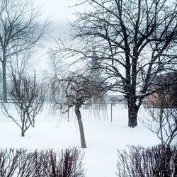 Bare trees on snow covered field