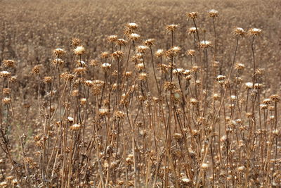 Close-up of wildflowers in field