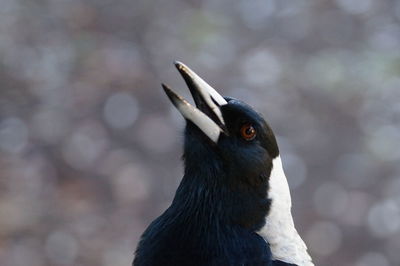 Close-up of a bird