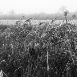 Crops growing on field against sky