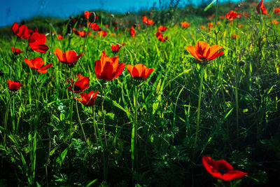 Close-up of red poppy flowers in field