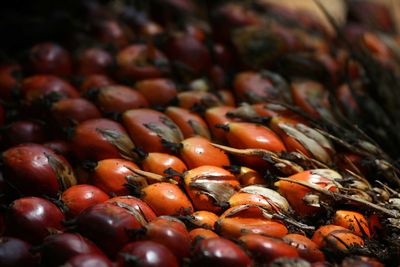 Close-up of palm oil fruits