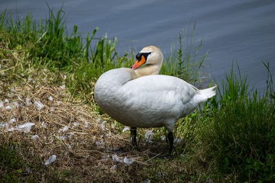 Swan near water resting