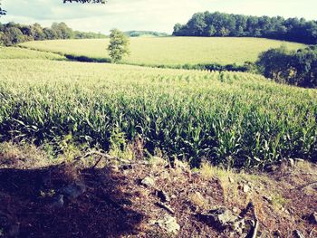 Scenic view of field against sky