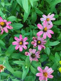 High angle view of pink flowering plants