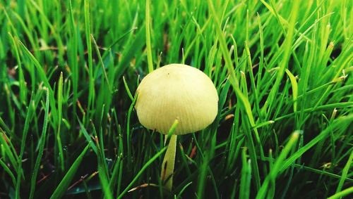 Close-up of mushroom growing on field