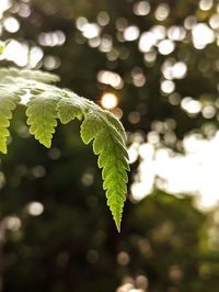 Close-up of green leaves on plant