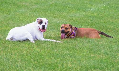 View of a dog on grassland