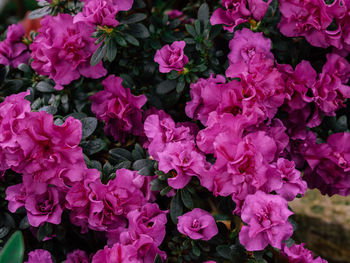 Close-up of pink flowering plants