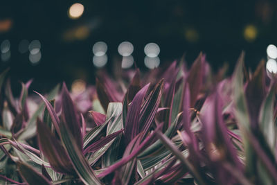 Close-up of pink flowering plants on field