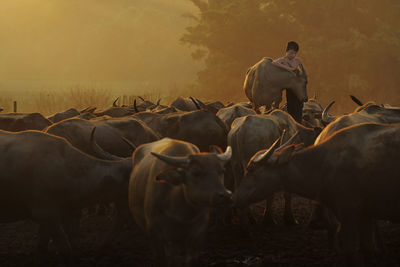 Teenage boy standing amidst buffalo in farm at sunset