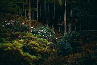 Plants and trees in forest