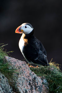 Puffin perching on rock