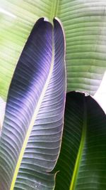 Close-up of green leaves