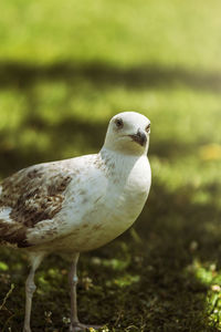 Close-up portrait of bird perching on grassy field