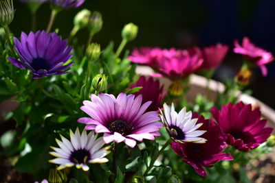 Close-up of pink flowers