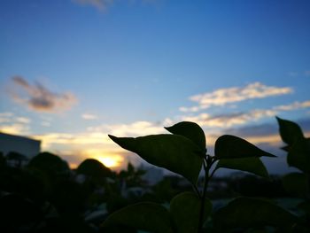 Close-up of leaves against sky at sunset