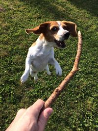 High angle view of hand holding puppy on field