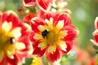 Close-up of bee on yellow flower