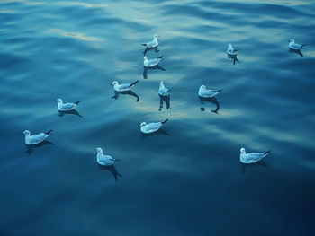 Birds flying over sea